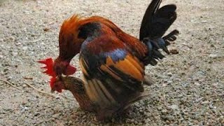 جفت گیری مرغ و خروس  درحال انجام / Chicken and rooster mating in progress