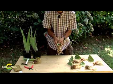 Video: Iris Barbute - Riproduzione E Coltivazione