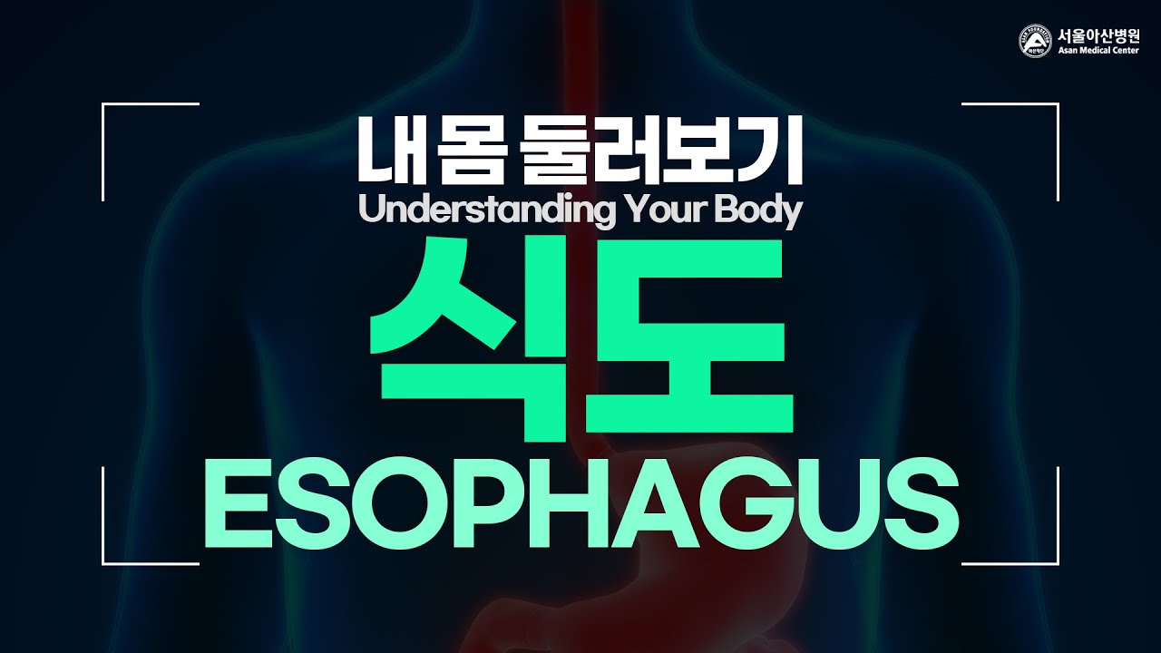 해부학 연속 차트 | 1005548 | W42532 | Dgi | 0700-00 | 심혈관계 | 3B Scientific, image size:1280x720