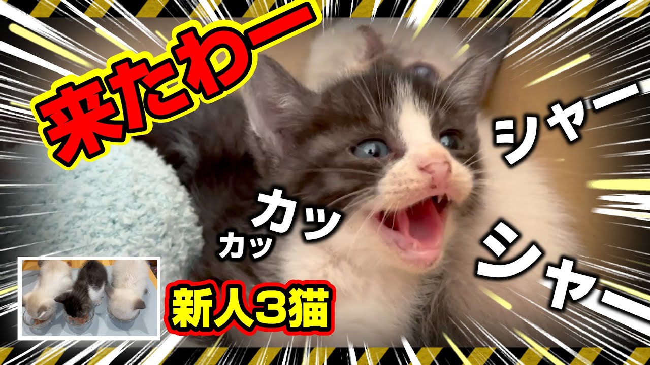 Shah Kakaka A Fierce Kitten Protective Cat Life Begins With Subtitles Youtube