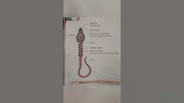 Structure of a sperm शुक्राणु की संरचना#shorts #amazing #facts #gk #scince #sperm #statusvideo