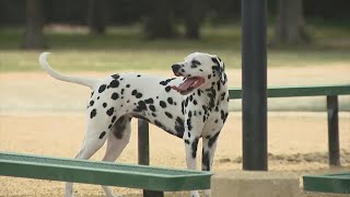 Pa. dog license fee set to increase for first time in nearly 30 years