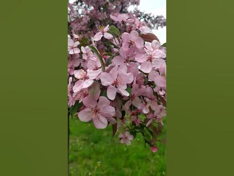 Розовая яблоня - YouTube
