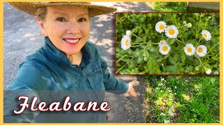 MEDICINAL FLEABANE | Natural caffeine for tea!