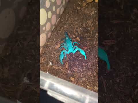 اصوات مرعبه لو سمعتها اهرب من مكانك فورا الجزء السادس