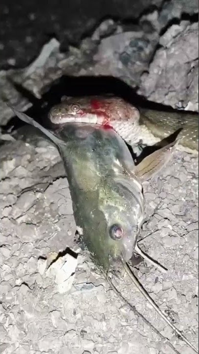ular tambak vs ikan lundu atau ikan bertanduk#shorts