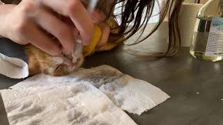 Лечение котёнка: промывание носика, бужирование новой стомы