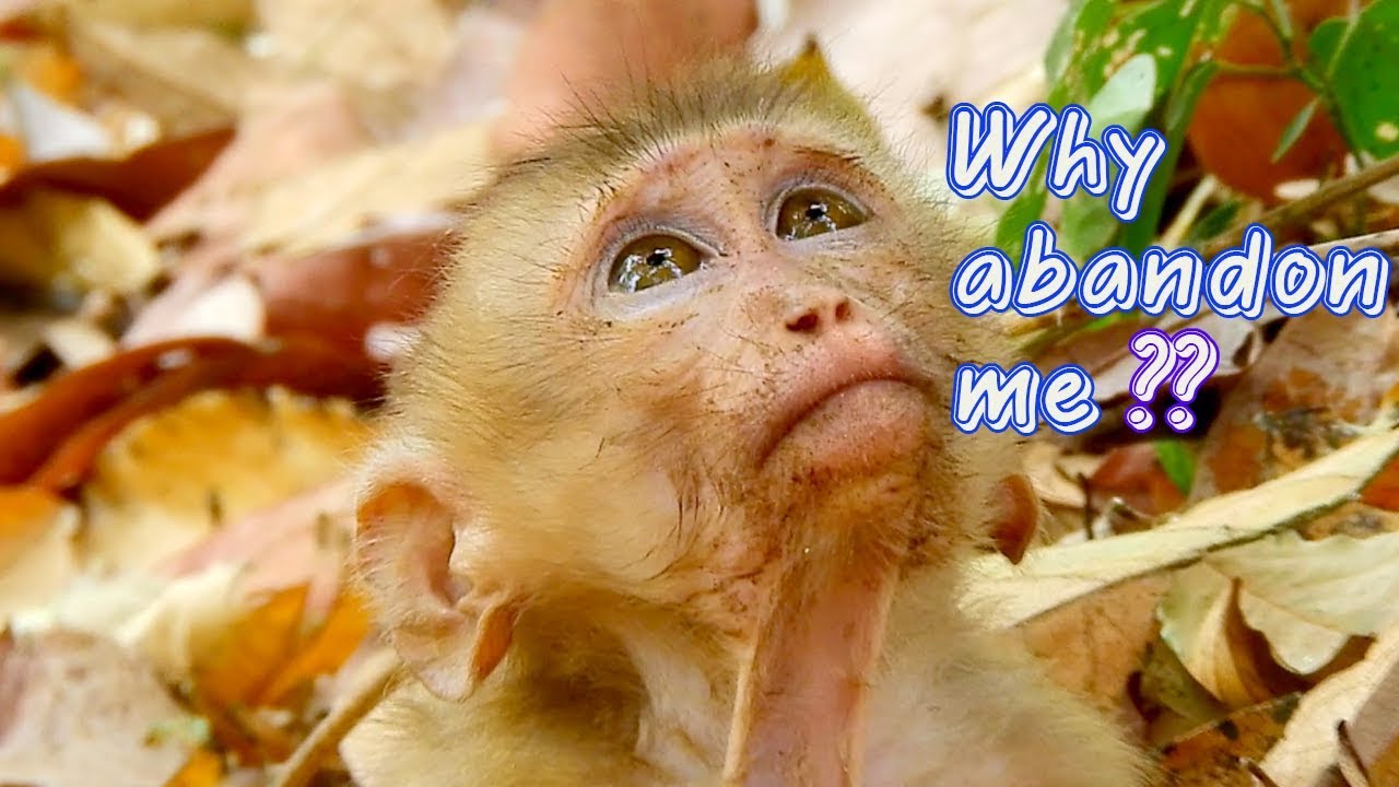 Poor baby monkey Axel feeling sad cuz he miss home-Maybe he pray the god to help him back