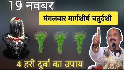 19 नवंबर मंगलवार मार्गशीर्ष चतुर्दशी दुर्वा उप पंडित प्रदीप मिश्रा #मंगलवारऊपाय 