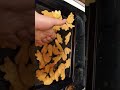 Dino nuggies