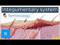 Integumentary system - Anatomical terminology for healthcare professionals | Kenhub