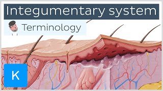 Integumentary system - Anatomical terminology for healthcare professionals | Kenhub