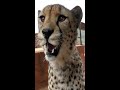 Gabriel The Cheetah Smiles When Meeting Tree | BIG CAT Celebrates Arbor Day Flehmen Response SHORTS