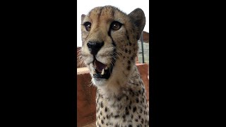 Gabriel The Cheetah Smiles When Meeting Tree | BIG CAT Celebrates Arbor Day Flehmen Response SHORTS