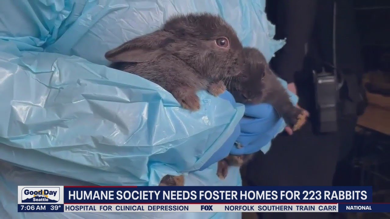 Tacoma animal shelter in dire need of help, 223 rabbits confiscated ...