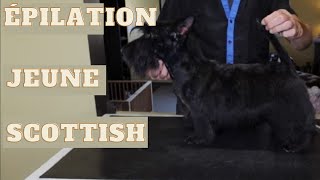 Toilettage   épilation et mise en forme   Jeune Scottish Terrier