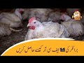How to Improve FCR and Reduce Feed Cost in Poultry ?