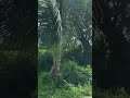 Strolling around