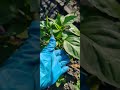 Найкраще підживлення для перцю.