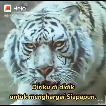 Story wa macan putih menghargai