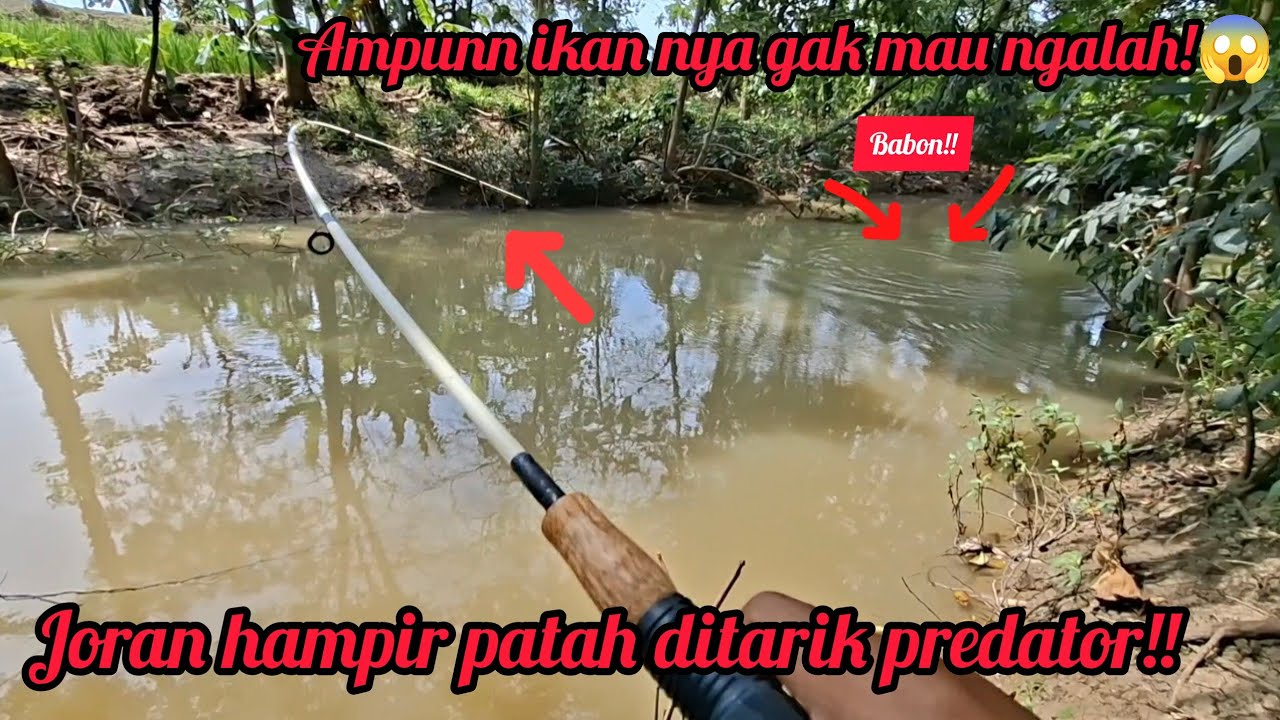 Spot mancing Gacorr poll..Tarikan ikan predator emang ngeri ngeri sedap‼️
