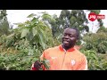 Chagua Mche Kama Huu Ili Kupata Mavuno Ndani Ya Mwaka Nemes Njombe Chagua Mche Kama Huu Ili Kupata Mavuno Ndani Ya Mwaka Nemes Njombe