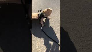 Catching a Bearded dragon