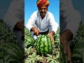 Watermelon 🍉 #ai farmer