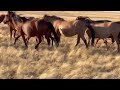 Мугалжар жылкысы КХ «Кайсар» Берди есимди айгыр 17 жылгы МашаАллах  #казахстан #россия #татарстан
