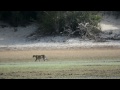 Leopards at Wilpattu National Park | Wild Boar Hunt