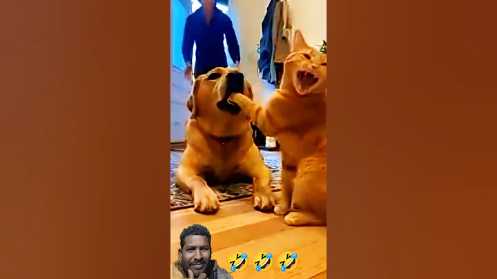 Video 11887901: funny cats dogs