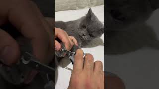 Cutting My Cats Nails…