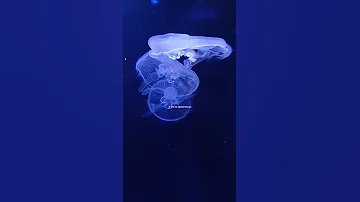 Что случится с медузой на солнце?