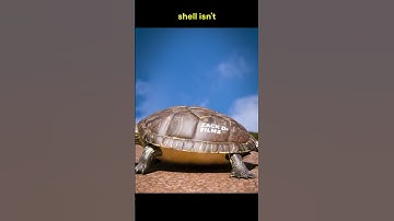 Can Turtles Come Out of Their Shells? The Truth Will Shock You! 🐢 #facts #animals #shorts