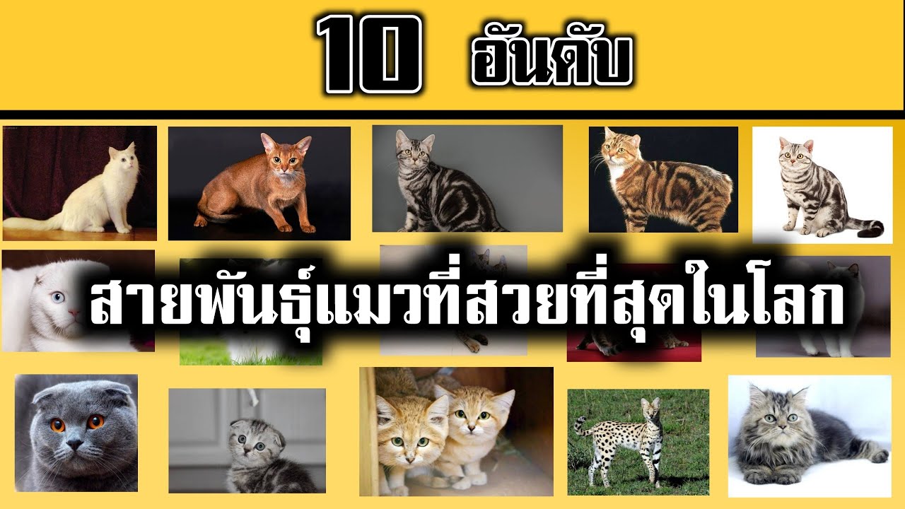 แมว สวย ที่สุด ใน โลก  New  10 อันดับสายพันธุ์แมวที่สวยที่สุดในโลก #แมว #แมวสวย #10อันดับ #10อันดับแมวสวย #แมวสวยที่สุด #story