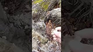 Fossil in Fallen Tree Root