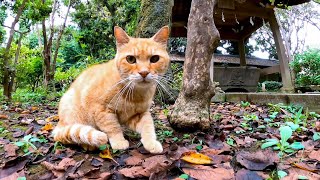 ビビりながらも撫でられる野良猫がカワイイ