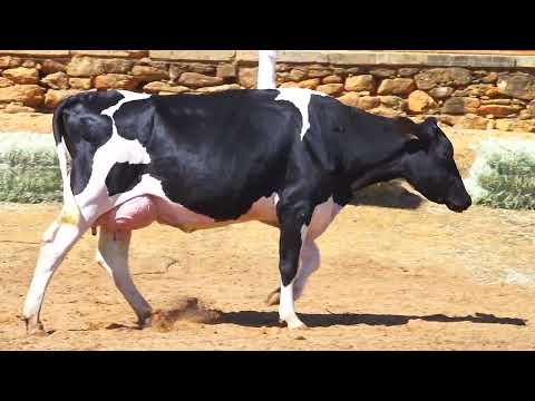 LOTE 59  DELETOPI CELESTE 167 STAMKOS