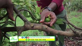 Turning your local avocado tree to Hass Avocado. (Top-Working)