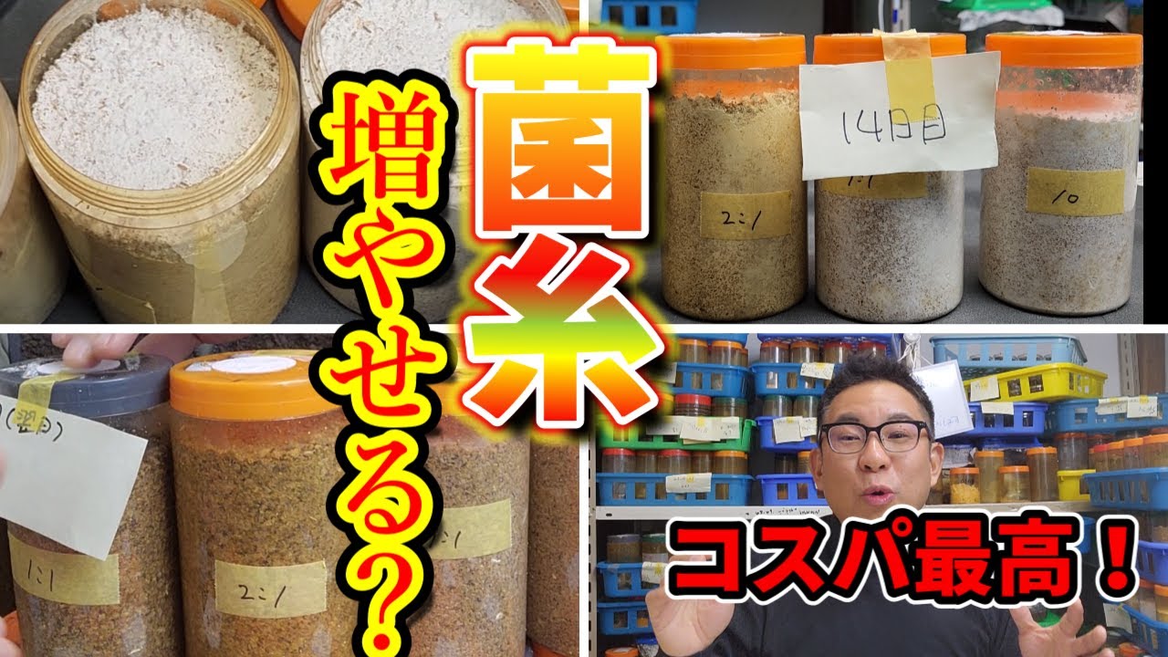 クワガタ飼育　おこずかい節約！菌糸を発酵マットでかさましして詰め替えて検証してみました！