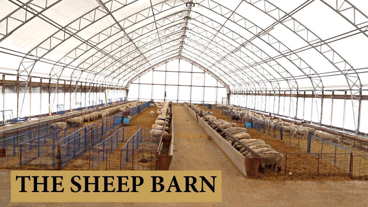 Our Sheep Barn Design and Layout: Vlog 125 - YouTube