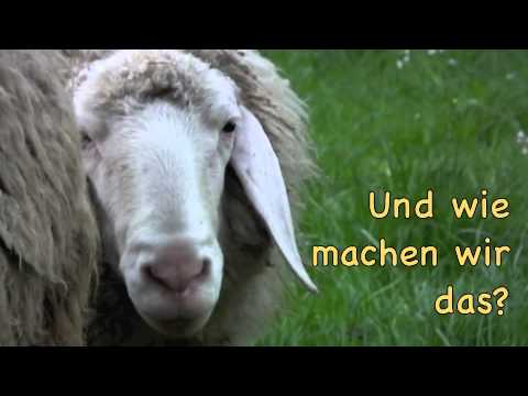 Vom Schaf Zum Pullover Vom Schaf Zum Pullover