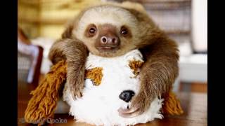 CUTE SLOTH SLIDESHOW! :)
