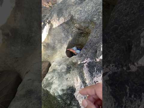 طائر ذو منقار طويل يعشش في حفرة صخرية طيور جميلة حياة برية صوت الطبيعة طبيعة عش حيوانات