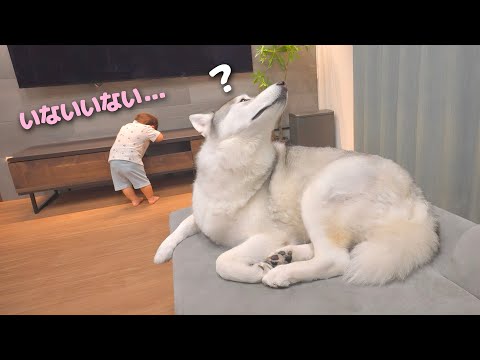 It was amazing how my dog ​​was so eager to find my one-year