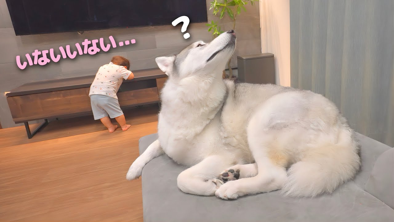 その他 funny It was amazing how my dog was so eager to find my one-year