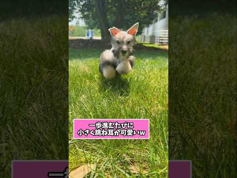 仕事で疲れた皆に贈る笑いと癒しのシュナパピー5選ww #シュナウザー #笑える #癒し #シュナウザーとの日常 #犬のいる暮らし #犬好きさんと繋がりたい #元気になる動画