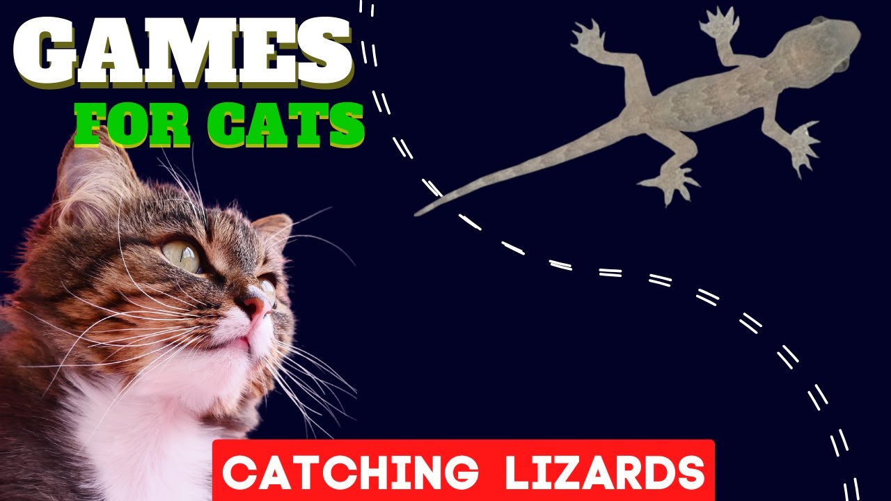 CAT GAMES Lizard on the Screen Catch Lizard Game for Cats Only Game