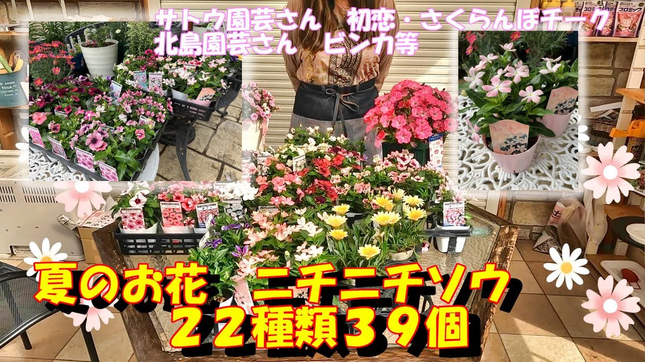 夏だビンカだ日々草だ！【22種類39個ご紹介】カタログ代わりに