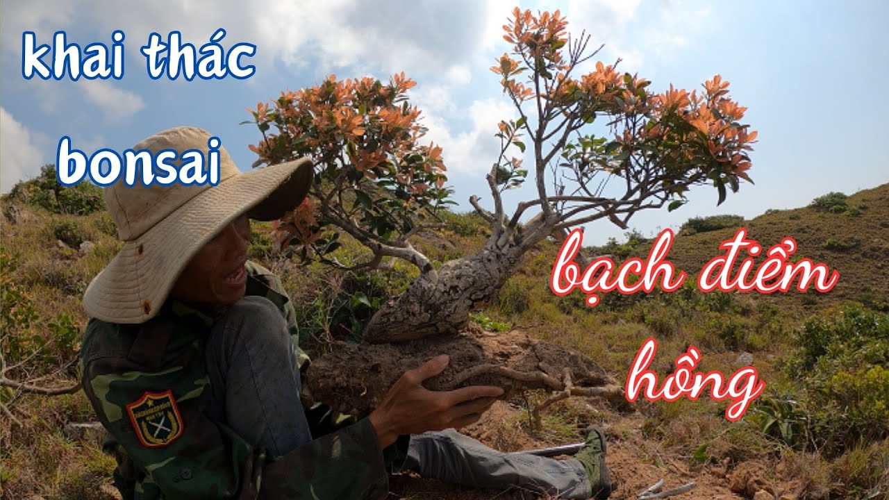 khai thác những cây bonsai bạch điểm hồng đẹp ngoài tự nhiên